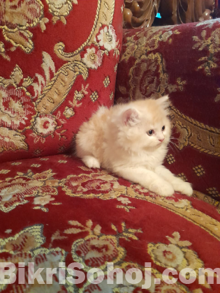 Pure persian cat